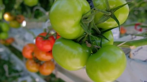 Verse rijpe rode tomaten geteeld in een kas. Greenhouse tomaat — Stockvideo