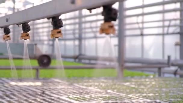 Impianto di irrigazione a effetto serra in azione. Sistema idroponico — Video Stock