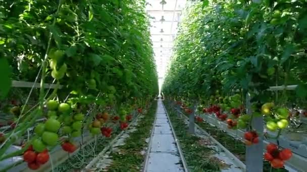 Hermosas plantas de tomates cultivadas en invernadero — Vídeo de stock