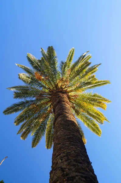 Las palmeras bajo el cielo azul — Foto de Stock