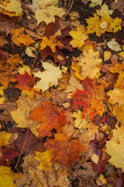 Güzel sarı kırmızı ve turuncu yaprak