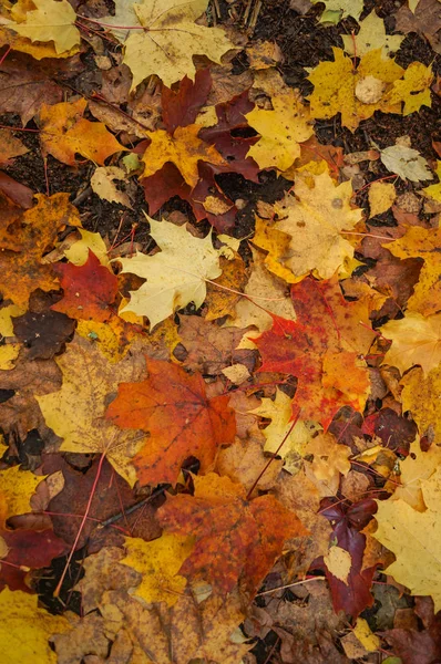 Güzel sarı kırmızı ve turuncu yaprak