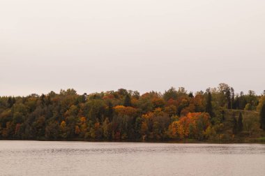 sonbahar orman manzara nehir ile parkta