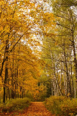 Ormanda güzel sarı ve kırmızı sonbahar lane