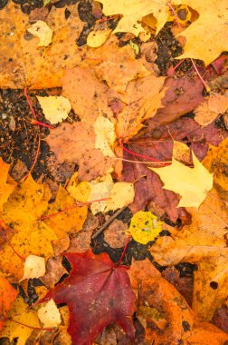 Güzel sarı kırmızı ve turuncu yaprak