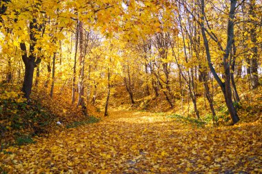Sonbahar Ekim renkli park. Yeşillik ağaçların sokakta park