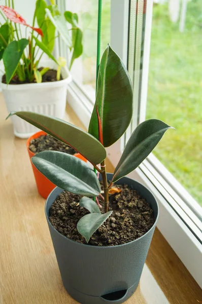 Ficus çiçek ile büyük bir tencerede kenarında bırakır.