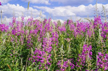 Çiçek açan Willow bitkisi Ivan çay, ateş otu Epilobium angustifolium.