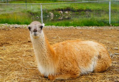 Kırmızı çok Karelya bir zoogrinpark yere yalan