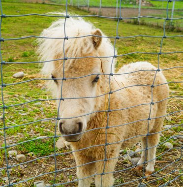 Yalnız bir midilli Karelya Hayvanat Bahçesi portresi