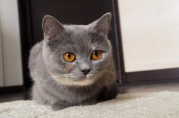 Grande Gatto Scozzese Guardando Fotocamera Con Gli Occhi Arancioni — Foto Stock