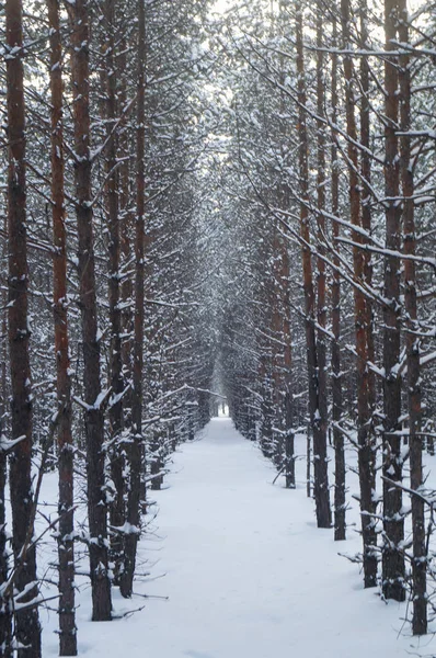 beautiful winter pine alley in the forest. Snow-covered trees. Idyllic landscape.