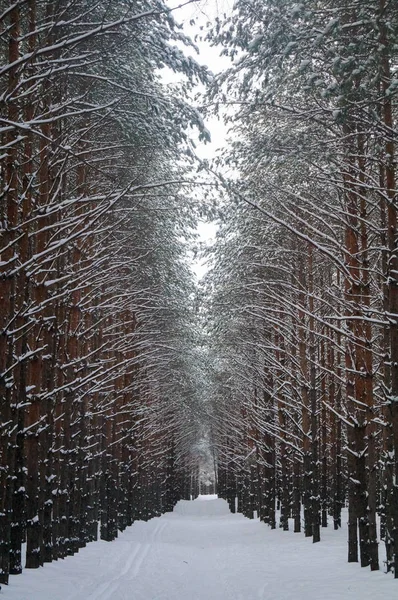 beautiful winter pine alley in the forest. Snow-covered trees. Idyllic landscape.