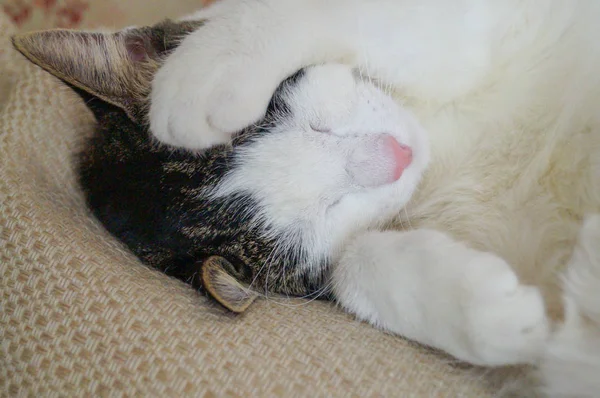 Белый Черный Кот Спит Лапой Закрывая Лицо Белым Одеялом — стоковое фото