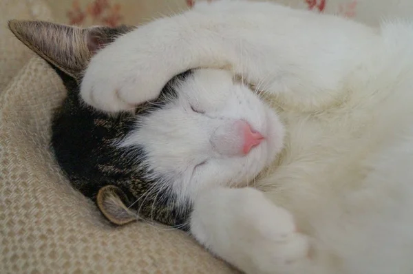 white and black cat sleeping with paw cover its face on white blanket