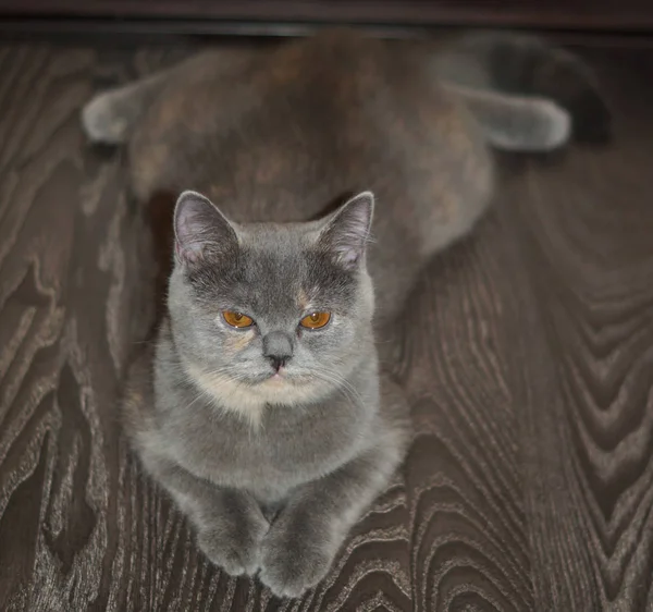 komik gri İskoç kedi katta dizesi memnun bir yüz ile aşağı belly yalan söylüyor