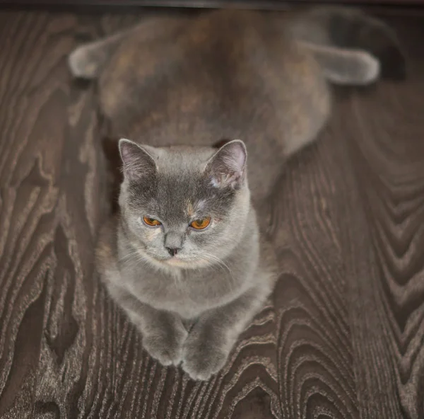 komik gri İskoç kedi katta dizesi memnun bir yüz ile aşağı belly yalan söylüyor