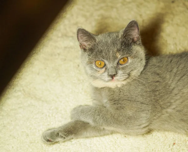 Bellissimo gatto scozzese grigio con gli occhi gialli sdraiato sul tappeto — Foto Stock