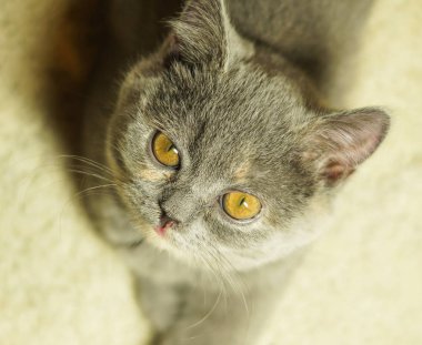 Halıya yalan sarı gözlü güzel gri İskoç kedi