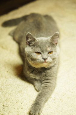 Halıya yalan sarı gözlü güzel gri İskoç kedi