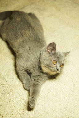 Halıya yalan sarı gözlü güzel gri İskoç kedi