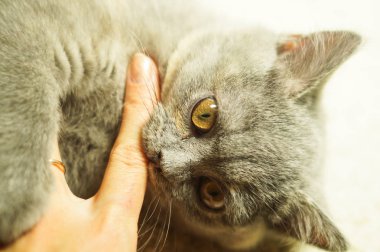 Halıya yalan sarı gözlü güzel gri İskoç kedi