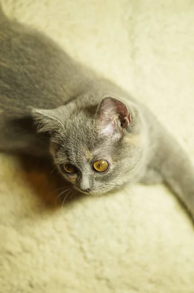 Bellissimo gatto scozzese grigio con gli occhi gialli sdraiato sul tappeto — Foto Stock