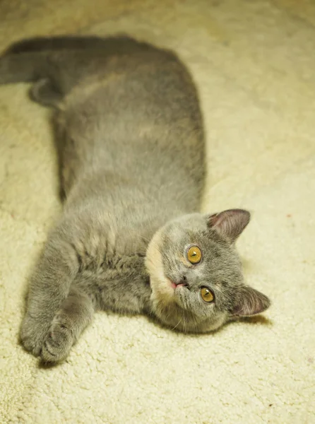 Bellissimo gatto scozzese grigio con gli occhi gialli sdraiato sul tappeto — Foto Stock