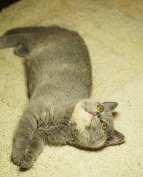 Bellissimo gatto scozzese grigio con gli occhi gialli sdraiato sul tappeto — Foto Stock