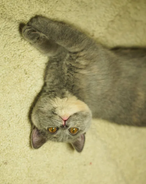 Bellissimo gatto scozzese grigio con gli occhi gialli sdraiato sul tappeto — Foto Stock