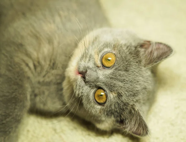 Beautiful gray scottish cat with yellow eyes lying on the carpet — Stock Photo, Image