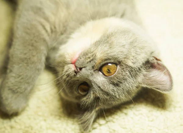 Beau chat écossais gris aux yeux jaunes couché sur le tapis — Photo