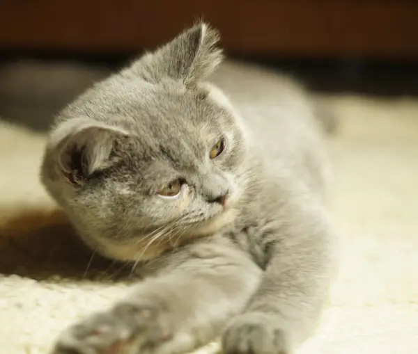 Beau chat écossais gris aux yeux jaunes couché sur le tapis — Photo