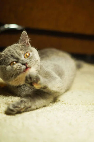 Halıya yalan sarı gözlü güzel gri İskoç kedi — Stok fotoğraf