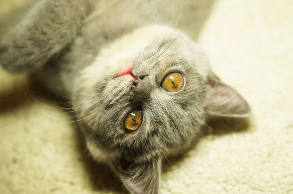 Beau chat écossais gris aux yeux jaunes couché sur le tapis — Photo