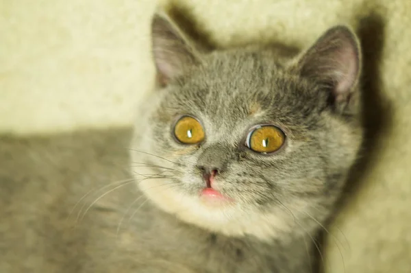 Krásné šedé skotský kočka s žlutýma očima leží na koberci — Stock fotografie