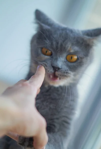 Επιθετική σκωτσέζικη γκρίζα γάτα δαγκώνει χέρι κοριτσιού — Φωτογραφία Αρχείου