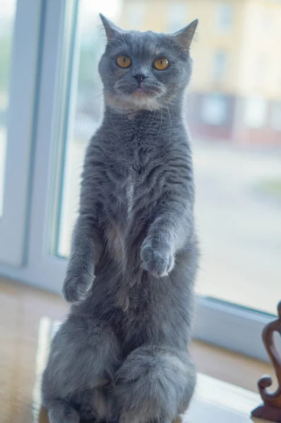 Enojado agresivo gris escocés gato stands en su trasero piernas —  Fotos de Stock