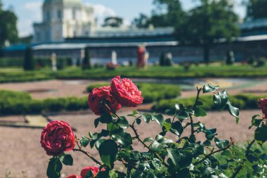Bush kırmızı gül parkta kapat