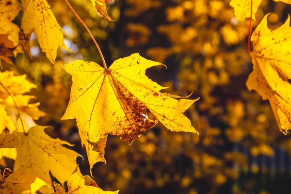 Blätter eines kanadischen Ahorns — Stockfoto