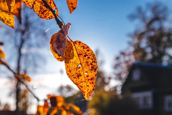 Herbstblätter auf dem Hintergrund eines Dorfhauses — Stockfoto
