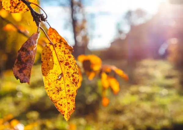 Herbstblätter auf dem Hintergrund eines Dorfhauses — Stockfoto