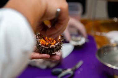 Cook cooks sea urchin close-up clipart