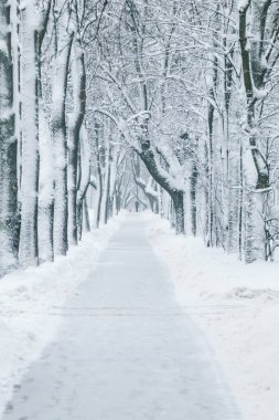 karlı kış park gün
