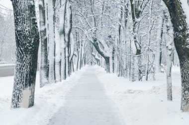 karlı kış park gün