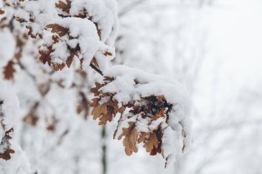 karlı kış park gün