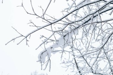 karlı kış park gün
