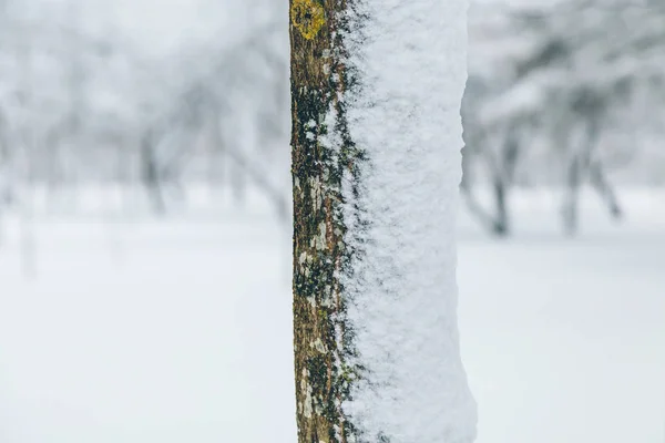 Снежный зимний парк днем — стоковое фото