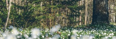 Bahar ormanında kar damlaları