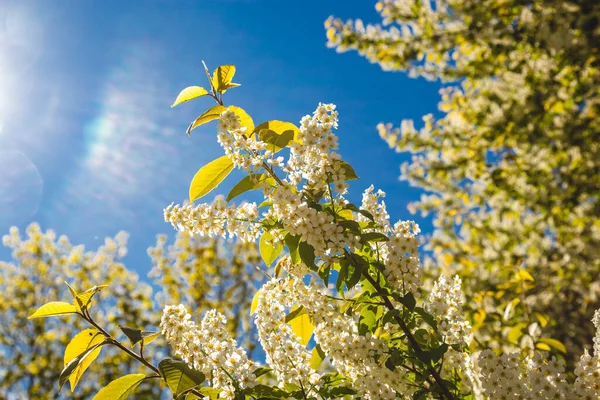 Цветущая Вишня Весенний Солнечный День — стоковое фото